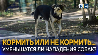 На Кубани запретят прикармливать бездомных животных там, где живут люди