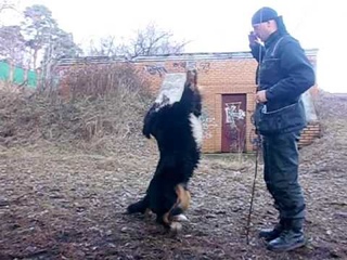 Take five Zennenkhund