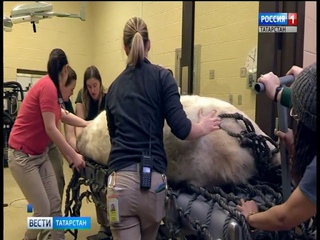 В Казани проведут искусственное оплодотворение белой медведицы