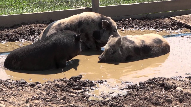 Minature Pot Belly Pigs Frollicing in Mud Puddle to cool off at Martha Clara Vinyards Riverhead,
