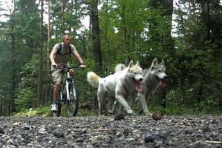 Bikejoring - Having fun with Siberian Husky HD