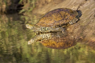 Парк чудовищ в бомарцо. Forest черепаха. Каролинская коробчатая черепаха. Игра sons of the forest. Forest черепаха.