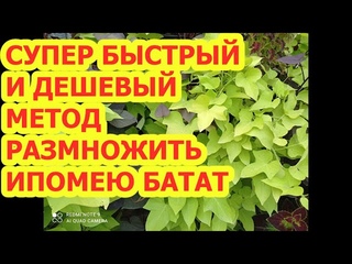 СУПЕР БЫСТРЫЙ И ДЕШЕВЫЙ МЕТОД РАЗМНОЖИТЬ ИПОМЕЮ БАТАТ.