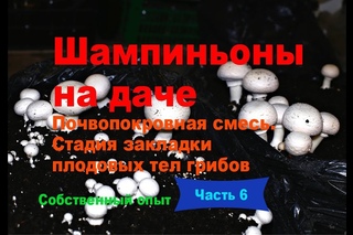 Шампиньоны на даче. Часть 6. Почвопокровная смесь. Стадия закладки плодовых тел шампиньонов