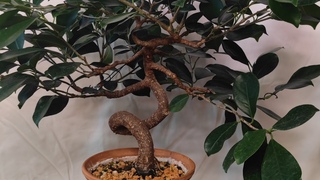 🔴Live Bonsai - Bonsai/Plant update - Pruning - 120524 #bonsai
