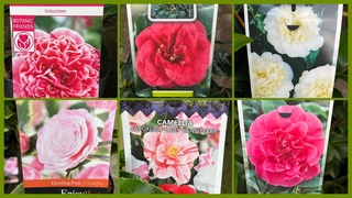 Камелии. Арбутус. Чай. Оливки. Бананы. Новая поставка 🌸🌸🌸