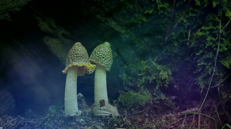Liquid Bloom PERE feat Spoken word by Paul Stamets The Mycelium is Listening Full