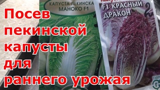 Посев пекинской капусты для раннего урожая. Выращивание пекинской капусты через рассаду в теплице