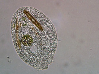 Microscope Live Pond Life