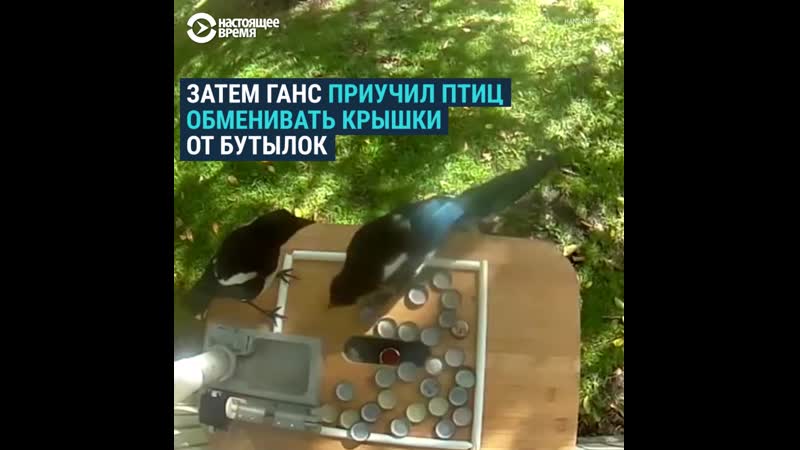 Швед научил птиц собирать