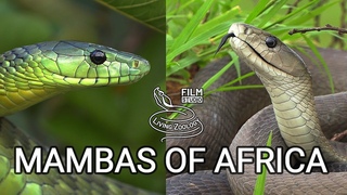 Black mamba and green mambas  - the most feared venomous snakes of Africa, but are they so deadly