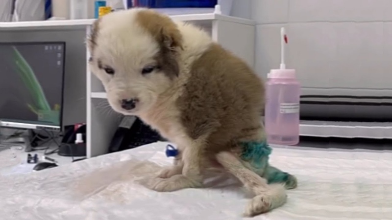 Children Found Him Cried In A Dirty Puddle With An Ear And His Little Tail