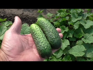 16 июля поспели первые огурчики МАЛЬЧИК С ПАЛЬЧИК, краткий обзор сорта.