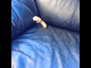 Кота засосало в диван.