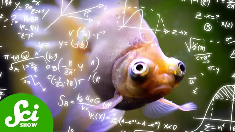 Turns Out Fish Can