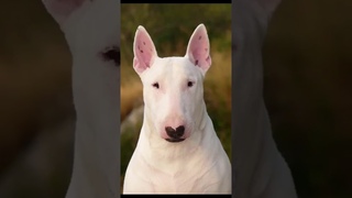 Самые Сильные Бойцовские Собаки #собаки #сильные #вмире #dogs #dog #бойцы #питбуль #питбульграф