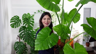 Алоказия пахучая перезимовала и цветет! 😍