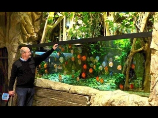 Feeding Time at Gorgeous Discus Fish Tank | Best Discus Planted Aquarium