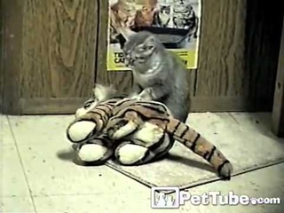 Cat Massages Tiger
