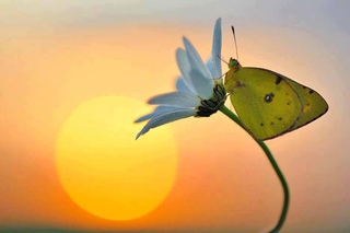 A-ha - Butterfly, butterfly