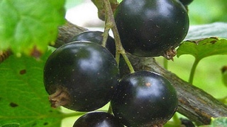 122.Лучшие сорта СМОРОДИНЫ  для замены старых кустов