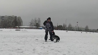 Русский охотничий спаниель занятие по подаче и остановке