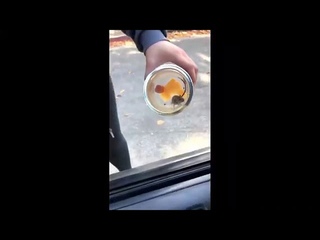 МЫШЬ ПРЫГНУЛА В МАШИНУ