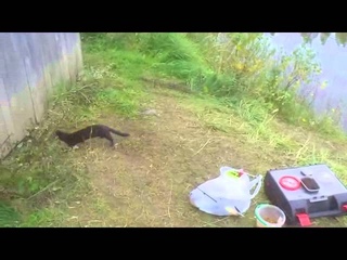 Ласка ворует рыбу.