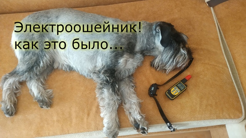 Опыт использования электроошейника. Проблема с котами