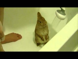 Banyoda yıkanan minik tavşancık!
