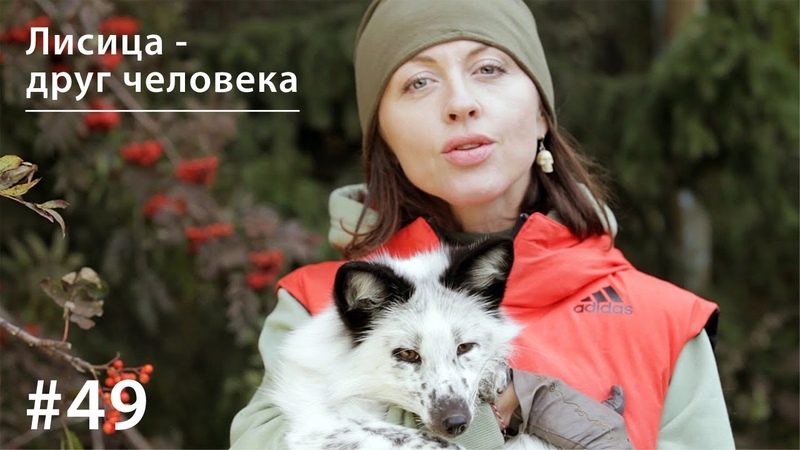 Лисица друг человека, , Всё как у зверей,