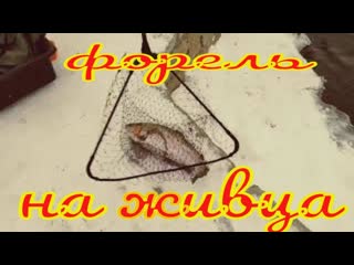 Форель на живца зимой по открытой воде в РК Азарт,