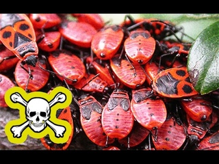 8 ОПАСНЫХ НАСЕКОМЫХ У ВАС ДОМА! Они живут с нами!