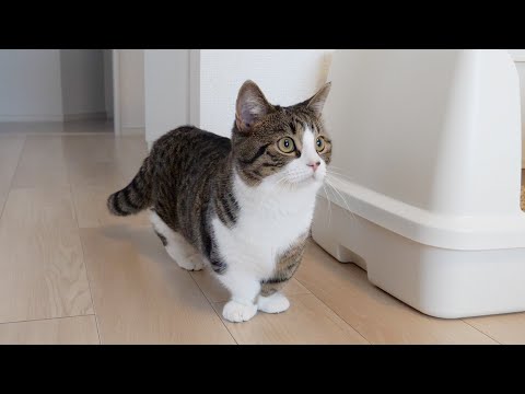 Cat Coco is surprised because the new room is