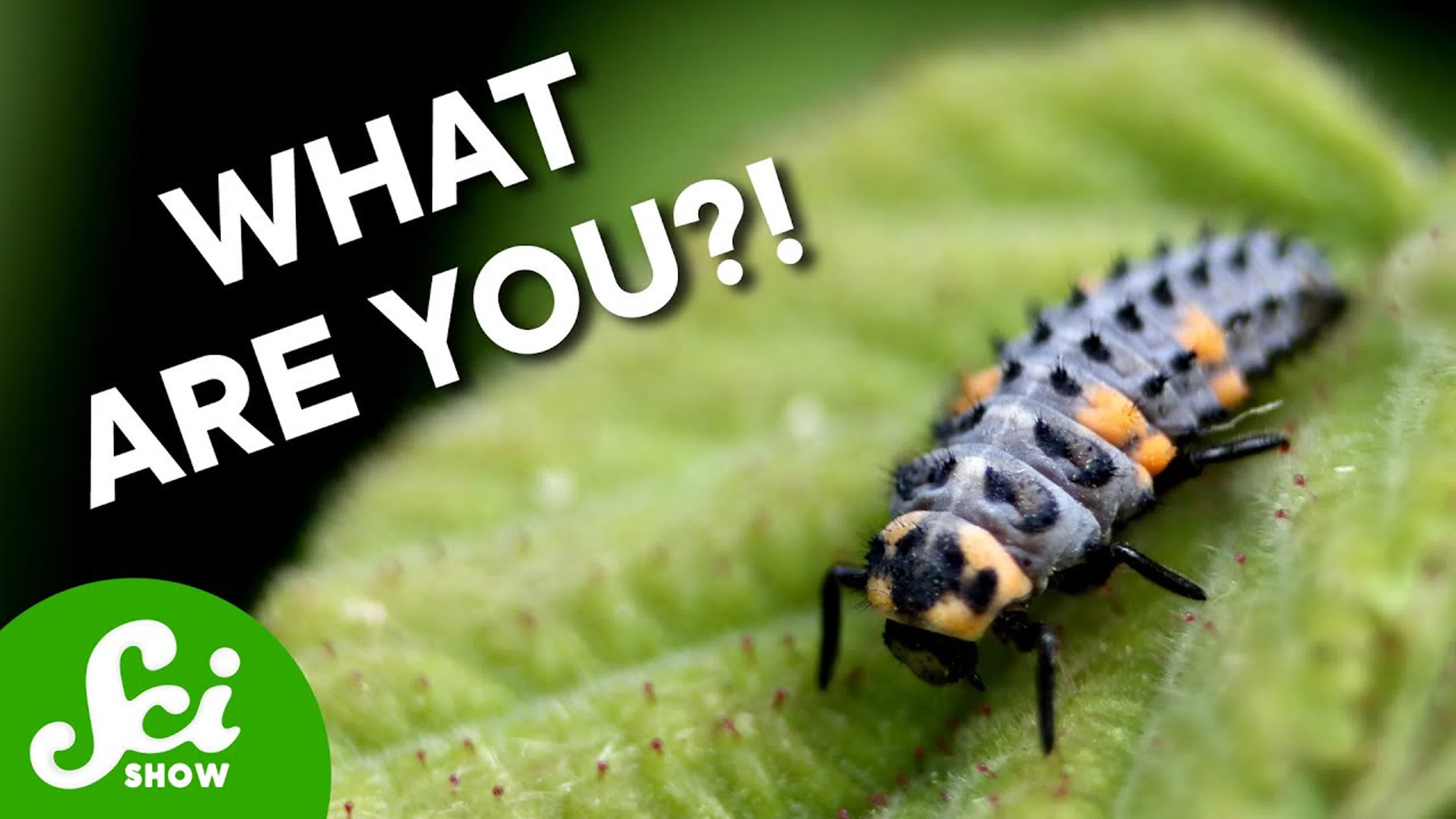 Why So Many Ladybugs Dont Look Like Ladybugs