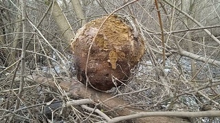 ГОЛОВАЧ