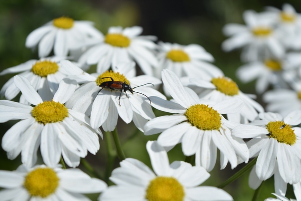 Букашки живут в ромашках. На кармашке три ромашки на ромашке по букашке. Ромашки и букашки. Букашки на ромашке. Ромашки и букашки.