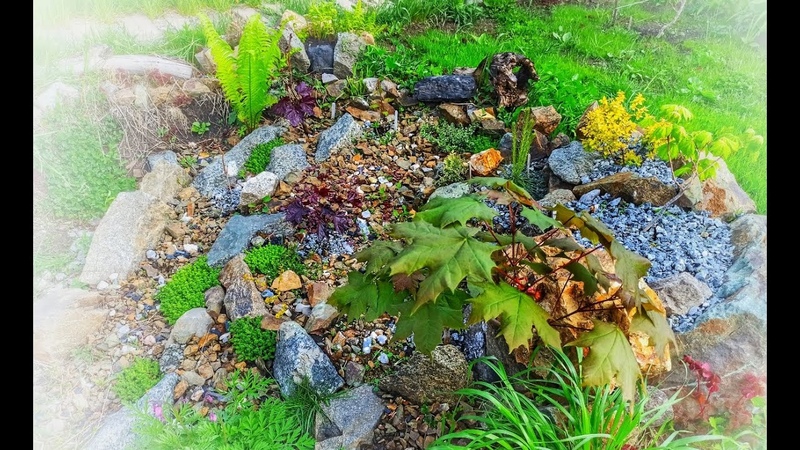 A Plant That Blooms in Spring ,spring,