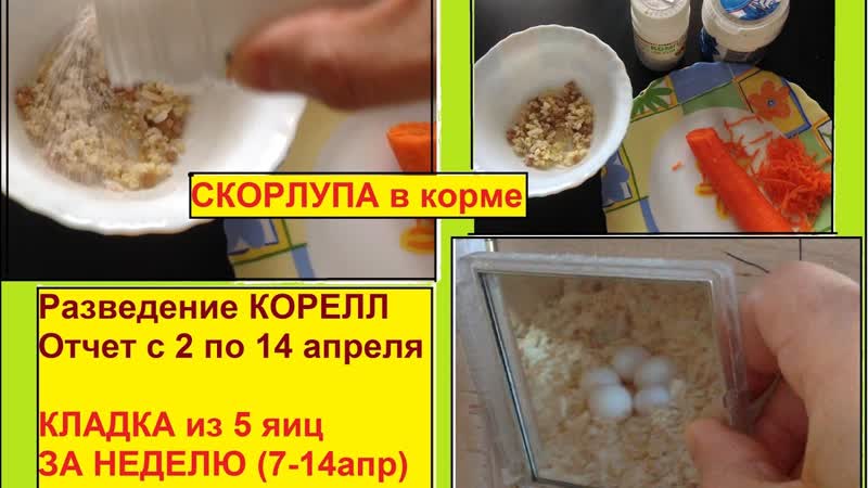 3, 3 Чем кормить попугаев в период кладки яиц. Отчет за 2