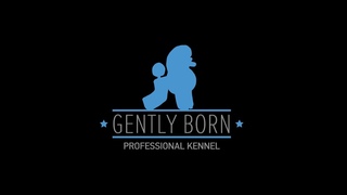 Kennel poodles Gently Born. Russia/ Питомник пуделей Джентли Борн. Россия