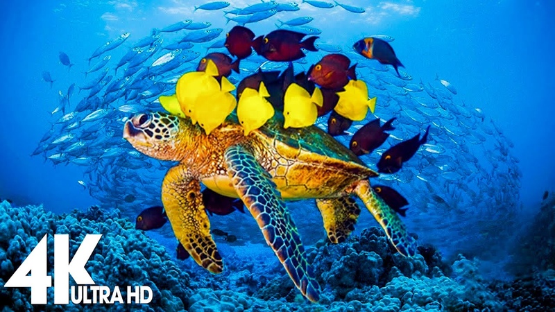 3 HOURS of 4 K Underwater Wonders + Relaxing Music Coral Reefs Colorful Sea Life in 4 K ULTRA