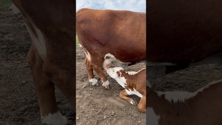 Знает где молоко у Мадонны #герефорд #корова #cow #baby #hereford #молоко #еда #ферма#кфх #животные