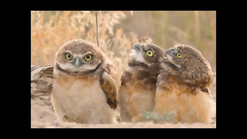 Owl With A Really Big