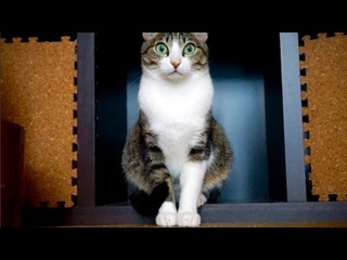 猫のいっきまーす！ - Cats Launch -