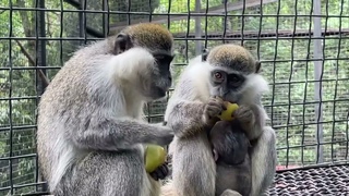 Мама мартышка не дала своему МЛАДЕНЦУ УГОЩЕНИЕ!