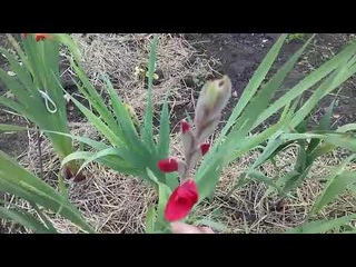 Гладиолусы .Когда выкапывать гладиолусы. Борьба с полевым мотыльком  .