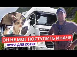 Дальнобойщик спас котят. Удивительные истории из жизни животных.