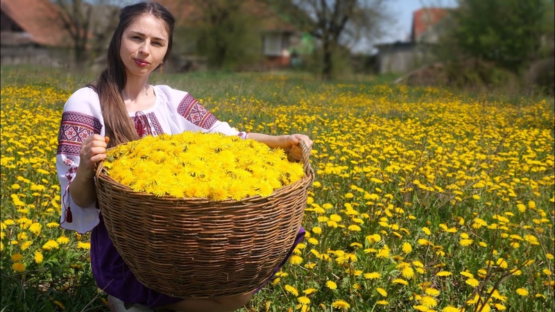 Woman lives in the village Harvesting dandelions and cooking DIY honey Works like a