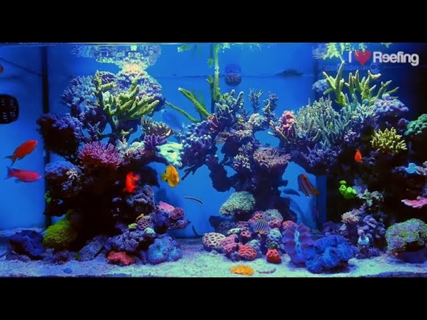 2 years Schwings Reef Tank 500l (130gal), powered by Ecotech Radion xr30w Pro, Vortech mp40 W