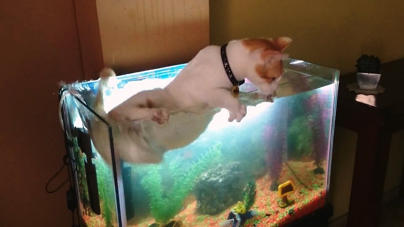 Cats vs. Fish